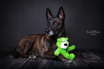 images/HundeStudio/thumbs/DSC_3544.jpg