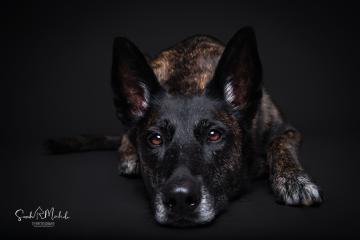 images/HundeStudio/thumbs/DSC_3545.jpg