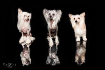 images/HundeStudio/thumbs/DSC_3547.jpg