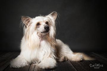 images/HundeStudio/thumbs/DSC_3549.jpg