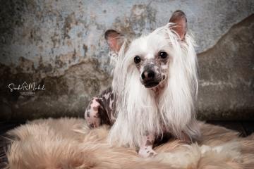 images/HundeStudio/thumbs/DSC_3551.jpg