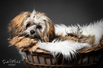 images/HundeStudio/thumbs/DSC_3554.jpg
