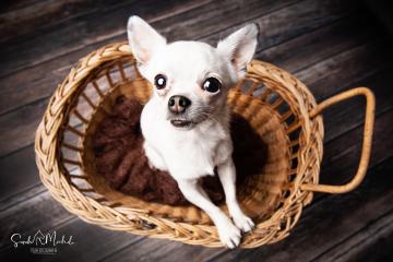 images/HundeStudio/thumbs/DSC_3559.jpg