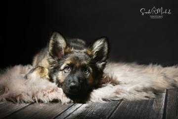 images/HundeStudio/thumbs/DSC_3566.jpg