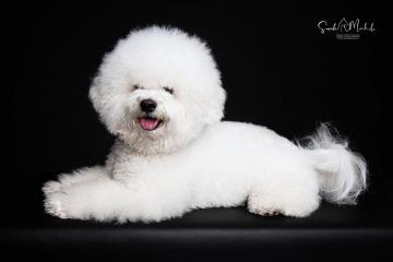 images/HundeStudio/thumbs/DSC_3567.jpg