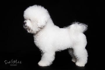 images/HundeStudio/thumbs/DSC_3568.jpg