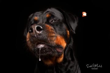 images/HundeStudio/thumbs/DSC_3576.jpg