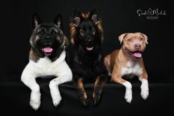 images/HundeStudio/thumbs/DSC_3580.jpg