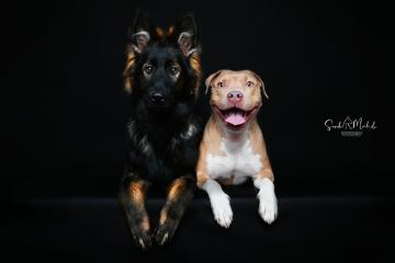 images/HundeStudio/thumbs/DSC_3581.jpg
