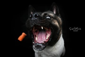 images/HundeStudio/thumbs/DSC_3585.jpg