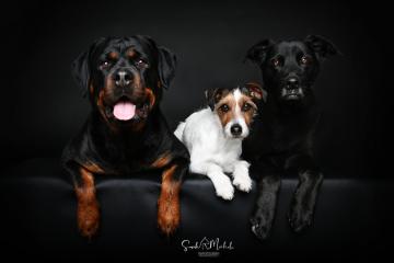 images/HundeStudio/thumbs/DSC_3587.jpg