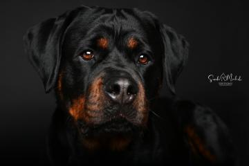 images/HundeStudio/thumbs/DSC_3589.jpg