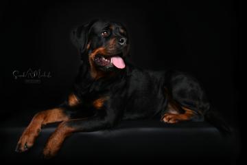 images/HundeStudio/thumbs/DSC_3592.jpg