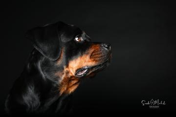 images/HundeStudio/thumbs/DSC_3594.jpg