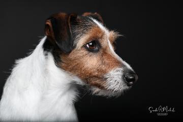 images/HundeStudio/thumbs/DSC_3595.jpg