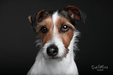 images/HundeStudio/thumbs/DSC_3596.jpg
