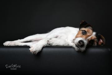images/HundeStudio/thumbs/DSC_3597.jpg