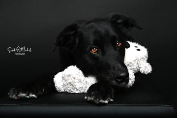 images/HundeStudio/thumbs/DSC_3600.jpg