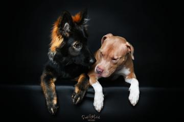 images/HundeStudio/thumbs/DSC_3679.jpg