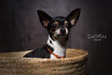 images/HundeStudio/thumbs/DSC_3681.jpg