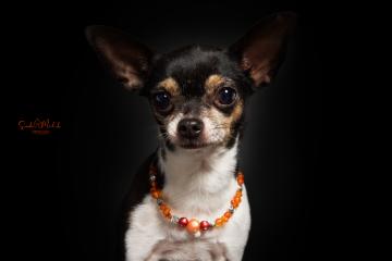 images/HundeStudio/thumbs/DSC_3683.jpg