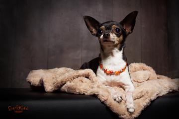 images/HundeStudio/thumbs/DSC_3685.jpg