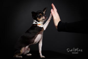 images/HundeStudio/thumbs/DSC_3686.jpg