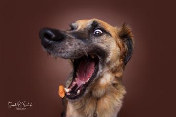 images/HundeStudio/thumbs/DSC_3715.jpg