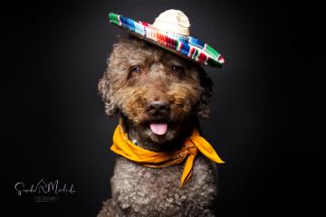 images/HundeStudio/thumbs/DSC_3726.jpg