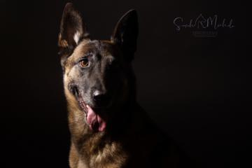 images/HundeStudio/thumbs/DSC_3782.jpg