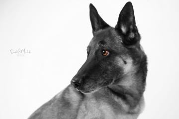 images/HundeStudio/thumbs/DSC_3961.jpg