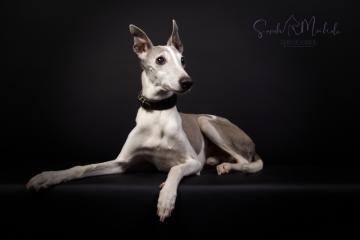 images/HundeStudio/thumbs/DSC_5002.jpg