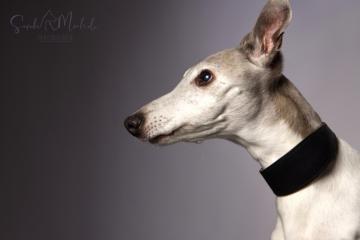 images/HundeStudio/thumbs/DSC_5004.jpg