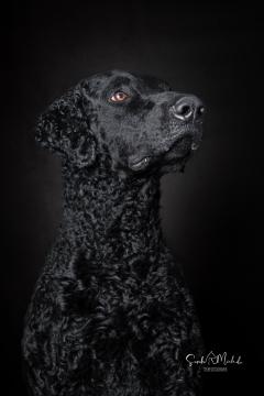 images/HundeStudiohoch/DSC_3338.jpg