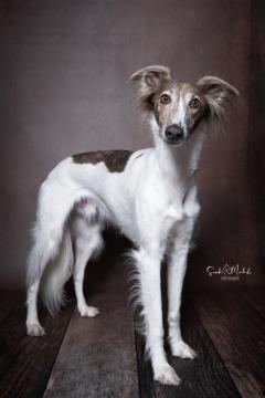 images/HundeStudiohoch/DSC_3371.jpg