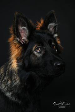 images/HundeStudiohoch/DSC_3548.jpg