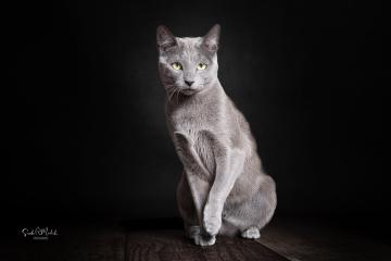 images/Katzen/thumbs/DSC_2870.jpg