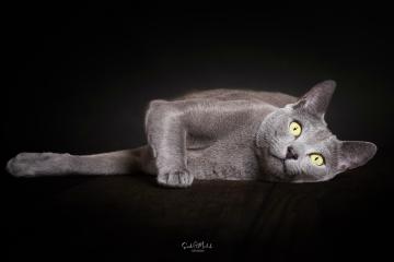 images/Katzen/thumbs/DSC_2871.jpg