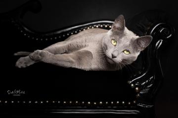 images/Katzen/thumbs/DSC_2872.jpg