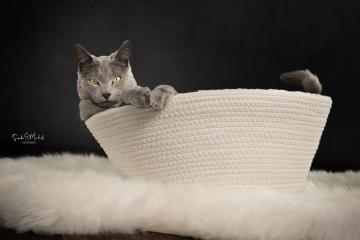 images/Katzen/thumbs/DSC_2873.jpg