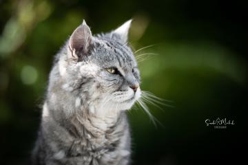 images/Katzen/thumbs/DSC_2874.jpg