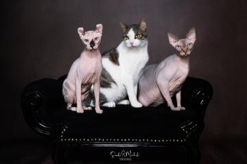images/Katzen/thumbs/DSC_2875.jpg