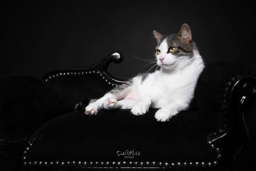images/Katzen/thumbs/DSC_2876.jpg
