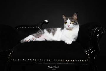 images/Katzen/thumbs/DSC_2878.jpg