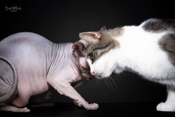 images/Katzen/thumbs/DSC_2879.jpg