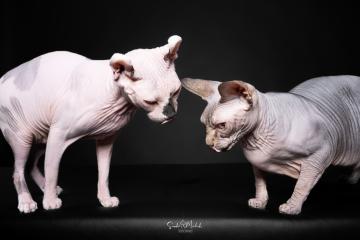 images/Katzen/thumbs/DSC_2880.jpg