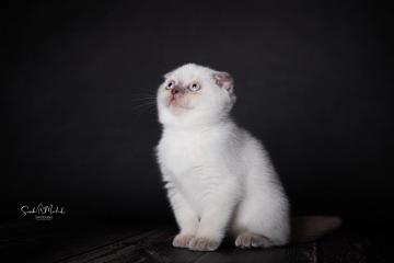 images/Katzen/thumbs/DSC_2881.jpg