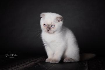 images/Katzen/thumbs/DSC_2882.jpg