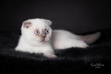 images/Katzen/thumbs/DSC_2883.jpg