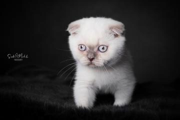 images/Katzen/thumbs/DSC_2884.jpg